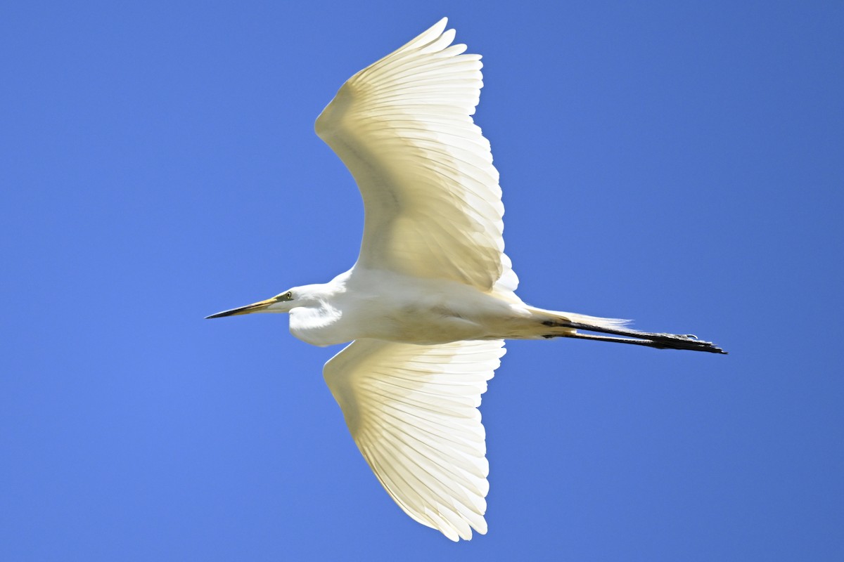 Great Egret - ML619838662