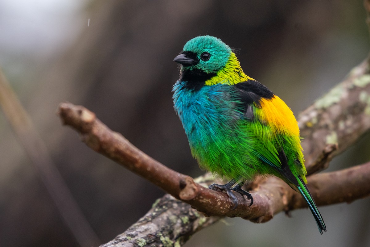 Green-headed Tanager - ML619838667