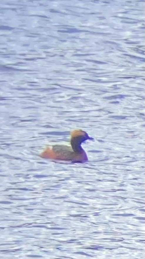 Horned Grebe - ML619838669