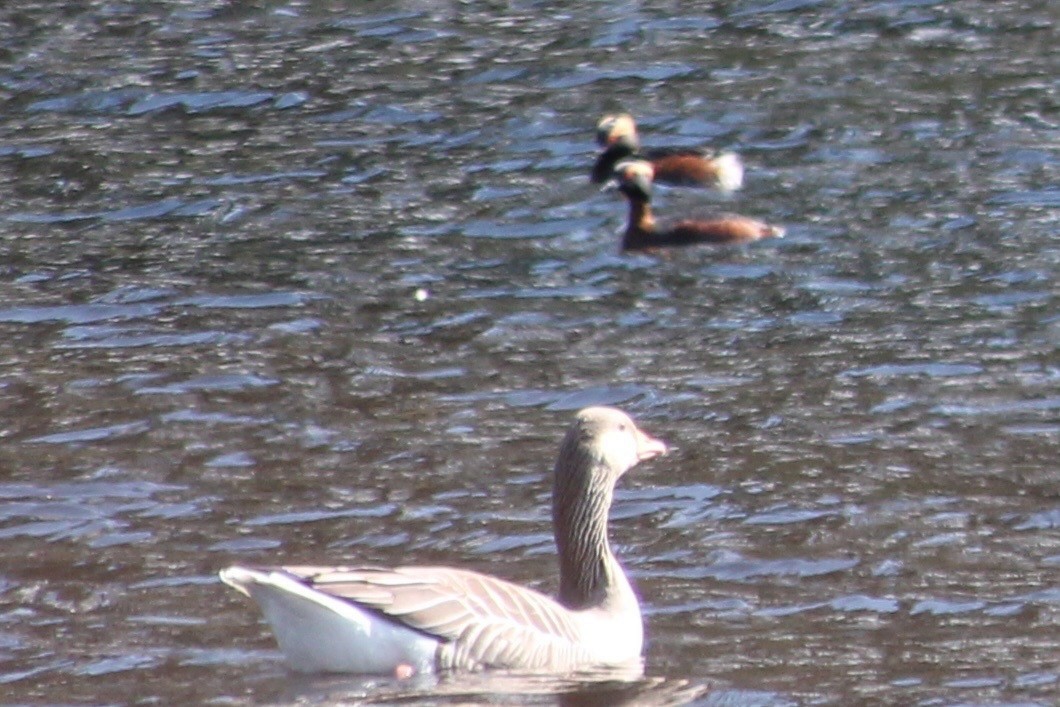 Horned Grebe - ML619838685