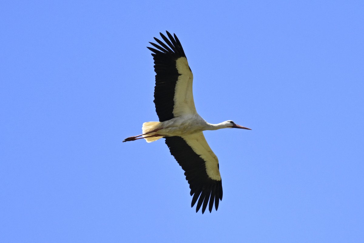 White Stork - ML619838693