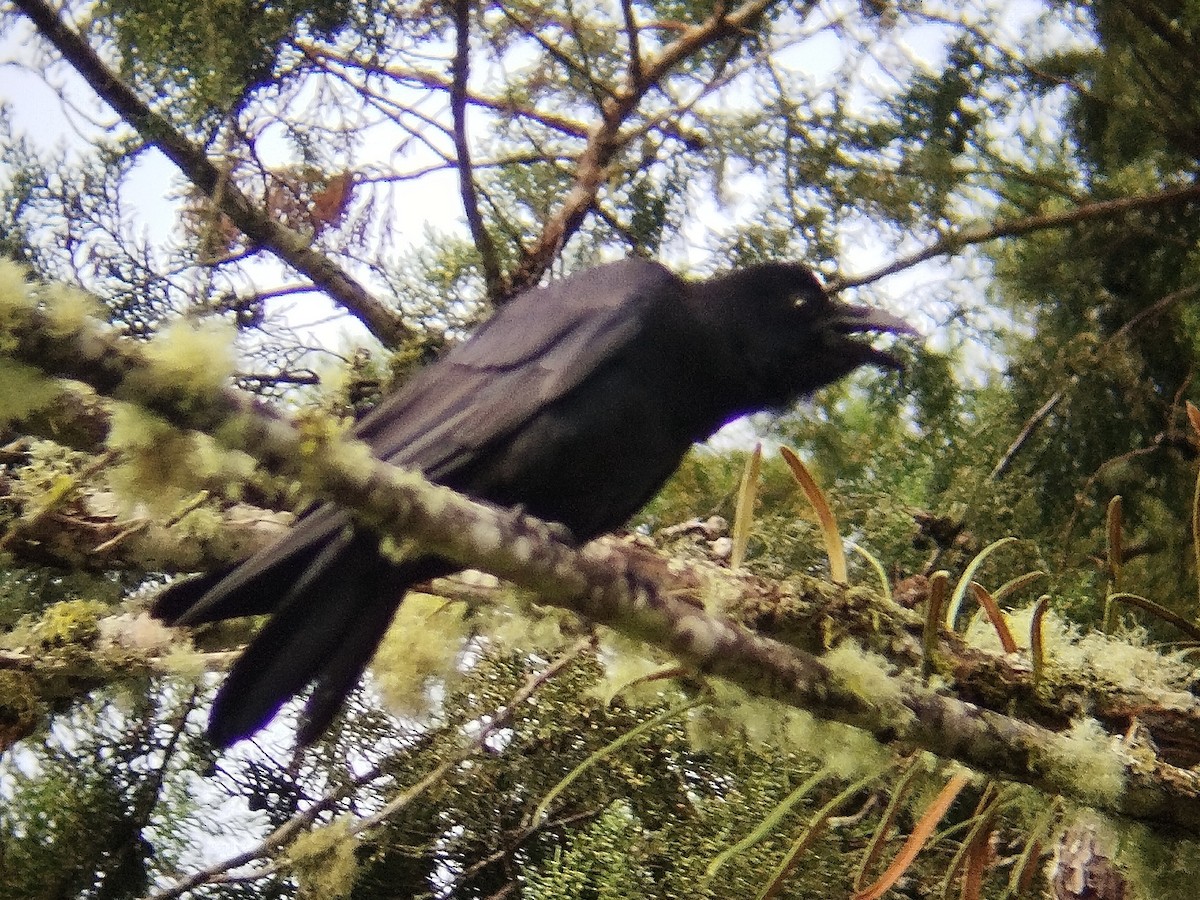 Large-billed Crow - ML619838744