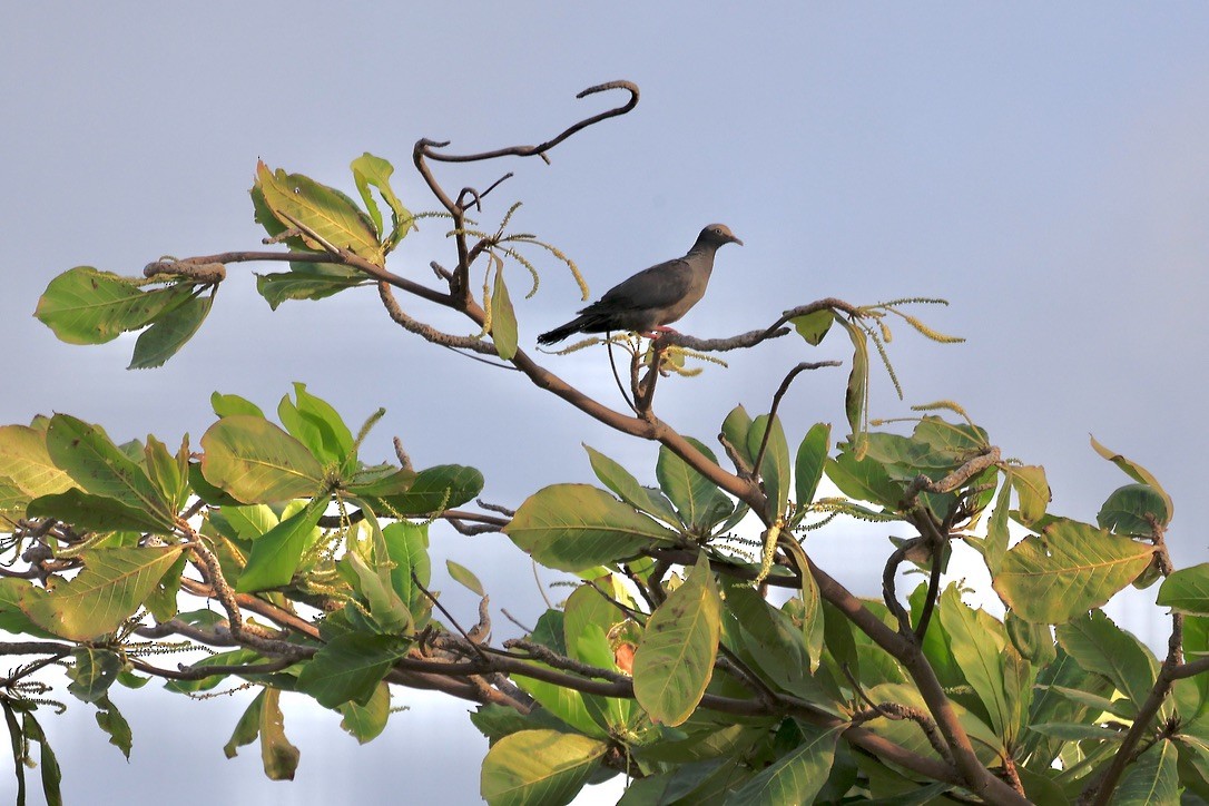 Pigeon à couronne blanche - ML619838773