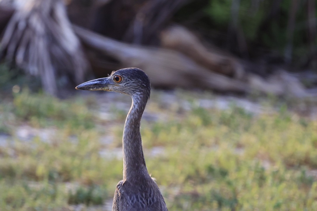 Yellow-crowned Night Heron - ML619838778