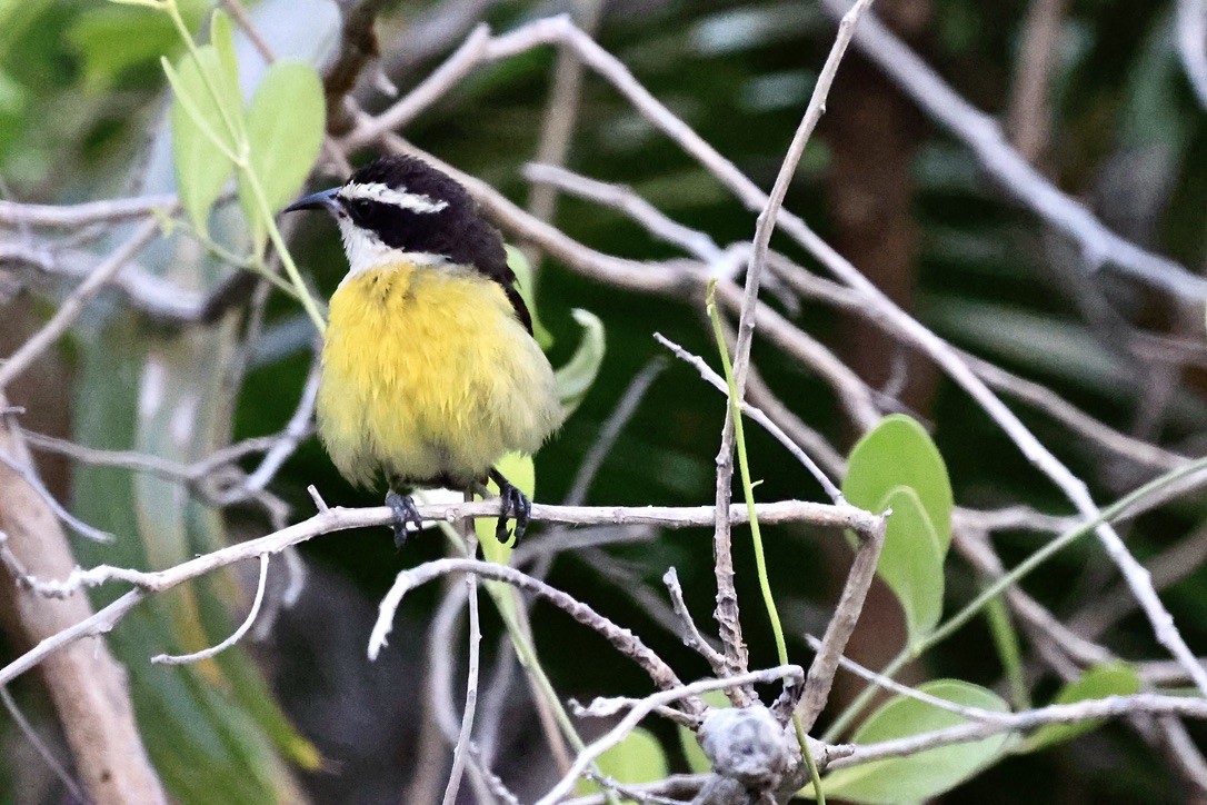 Bananaquit - ML619838794