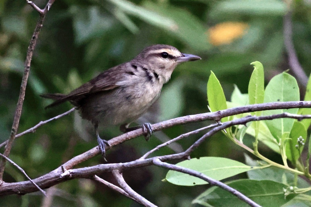 Yucatan Vireo - ML619838801