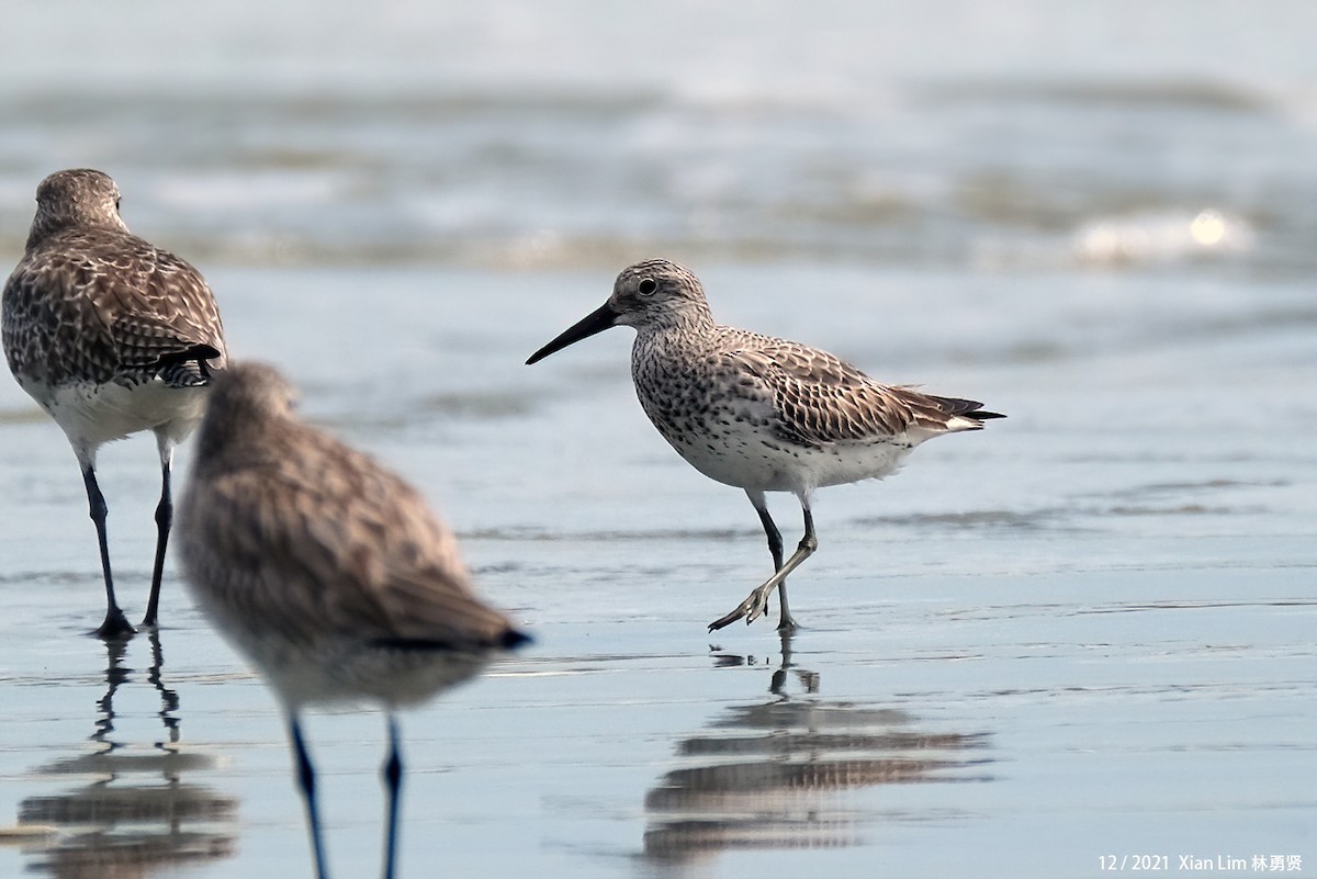 Great Knot - ML619838827