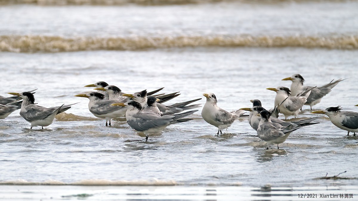 Great Crested Tern - ML619838831