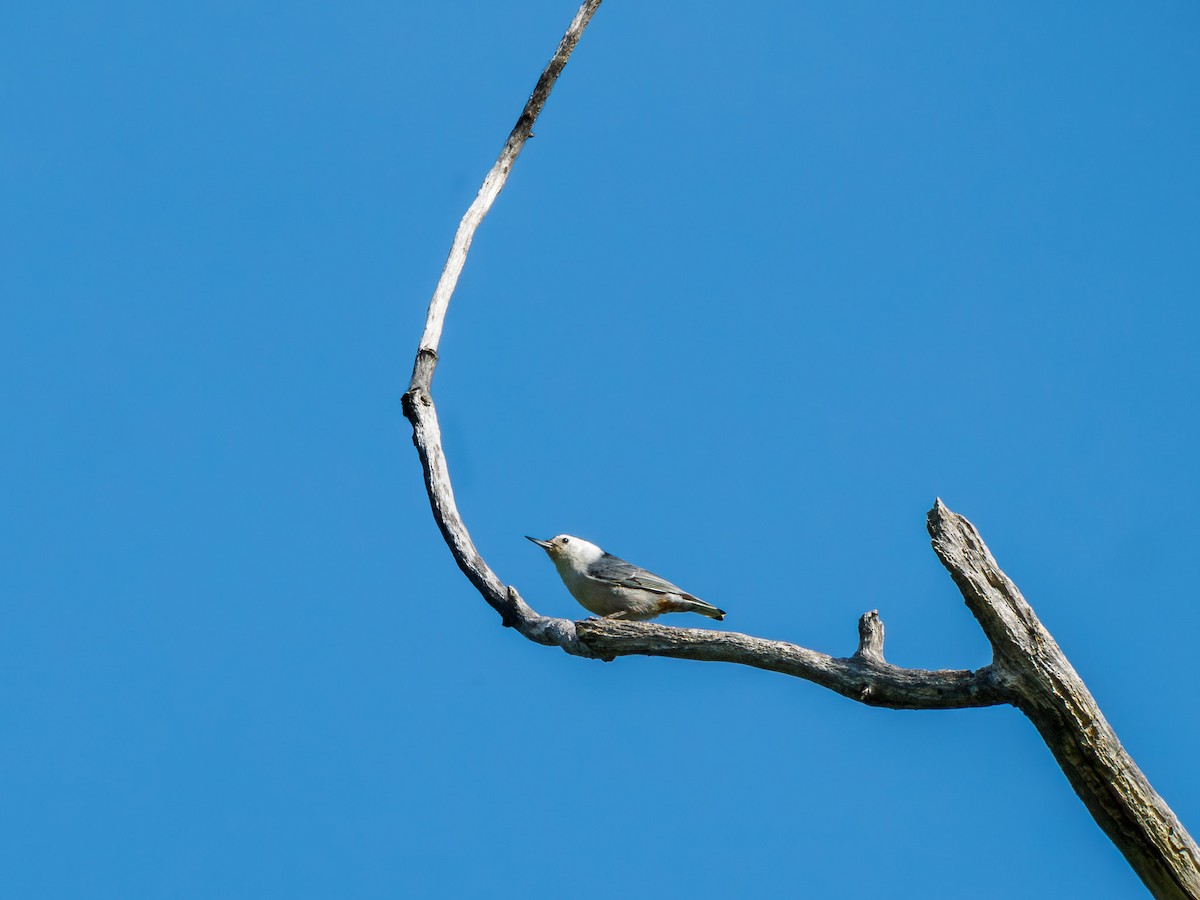 White-breasted Nuthatch - ML619838837