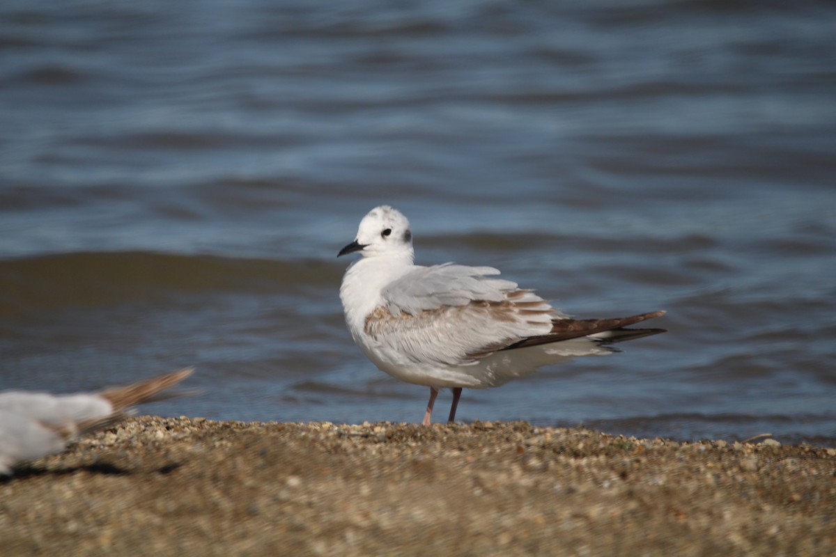 Bonaparte's Gull - ML619838853