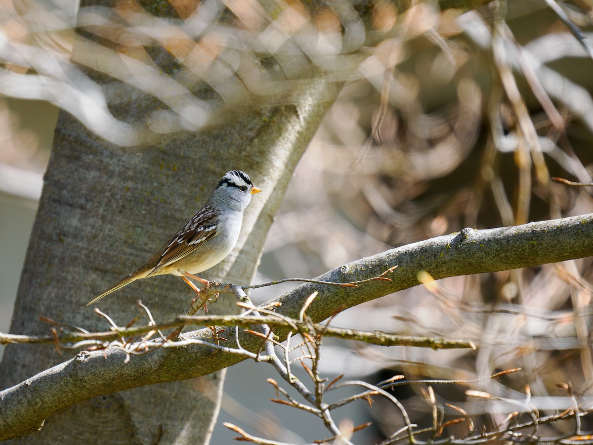 White-crowned Sparrow - ML619838863