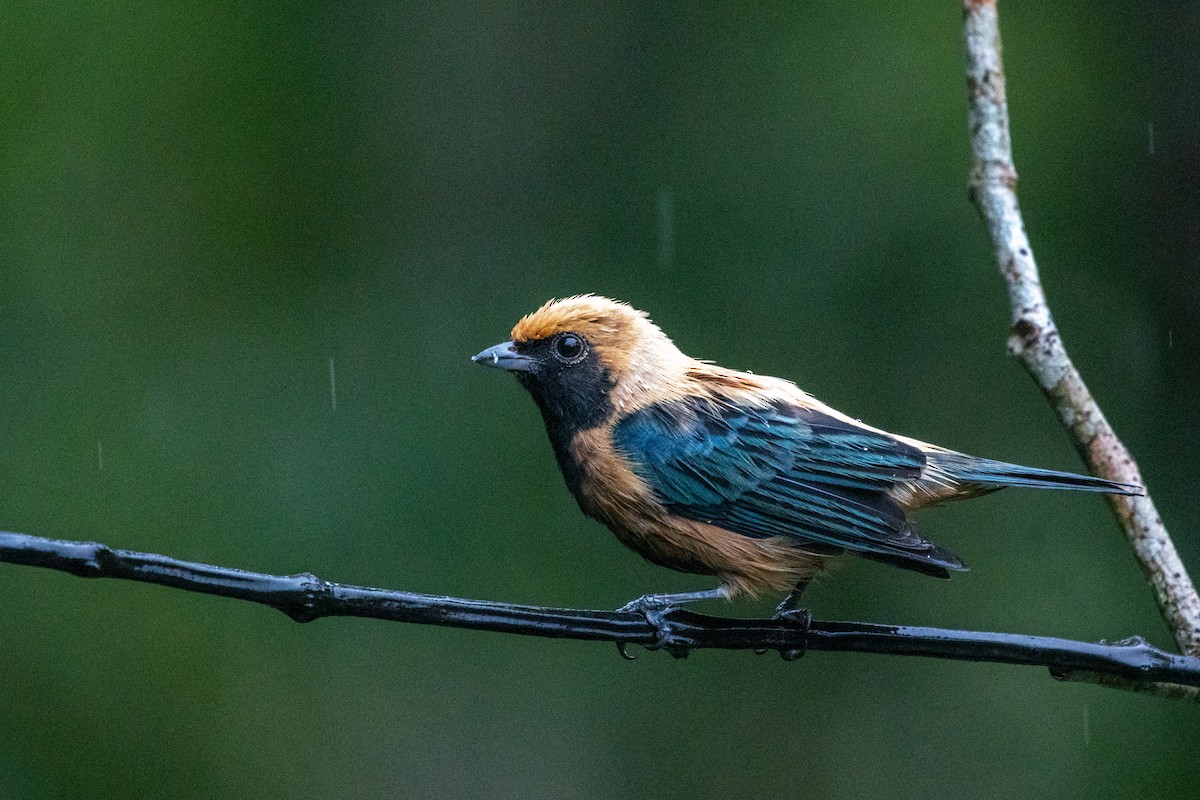 Burnished-buff Tanager (Stripe-bellied) - ML619838865