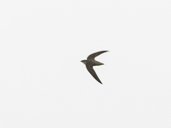 Chimney Swift - ML619838866