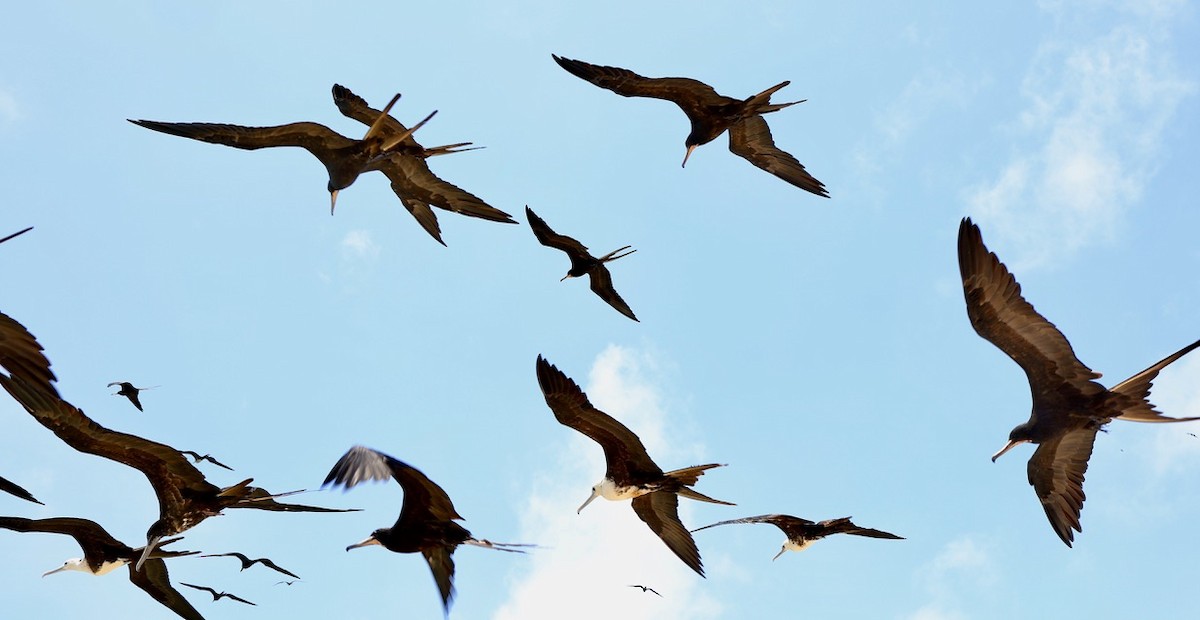 Magnificent Frigatebird - ML619838872