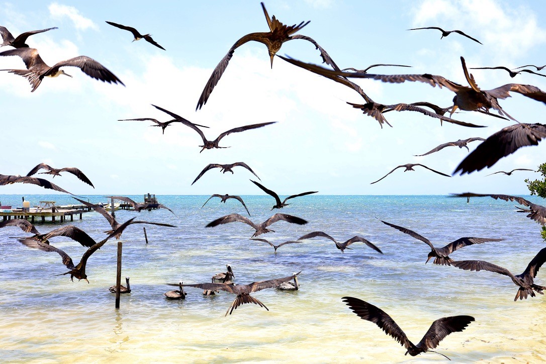 Magnificent Frigatebird - ML619838877