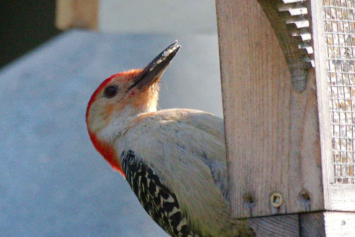 Red-bellied Woodpecker - ML619838881