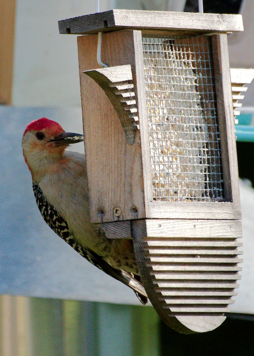 Red-bellied Woodpecker - ML619838882