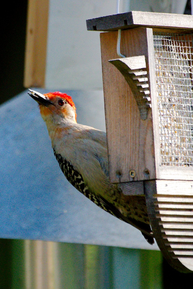 Red-bellied Woodpecker - ML619838883