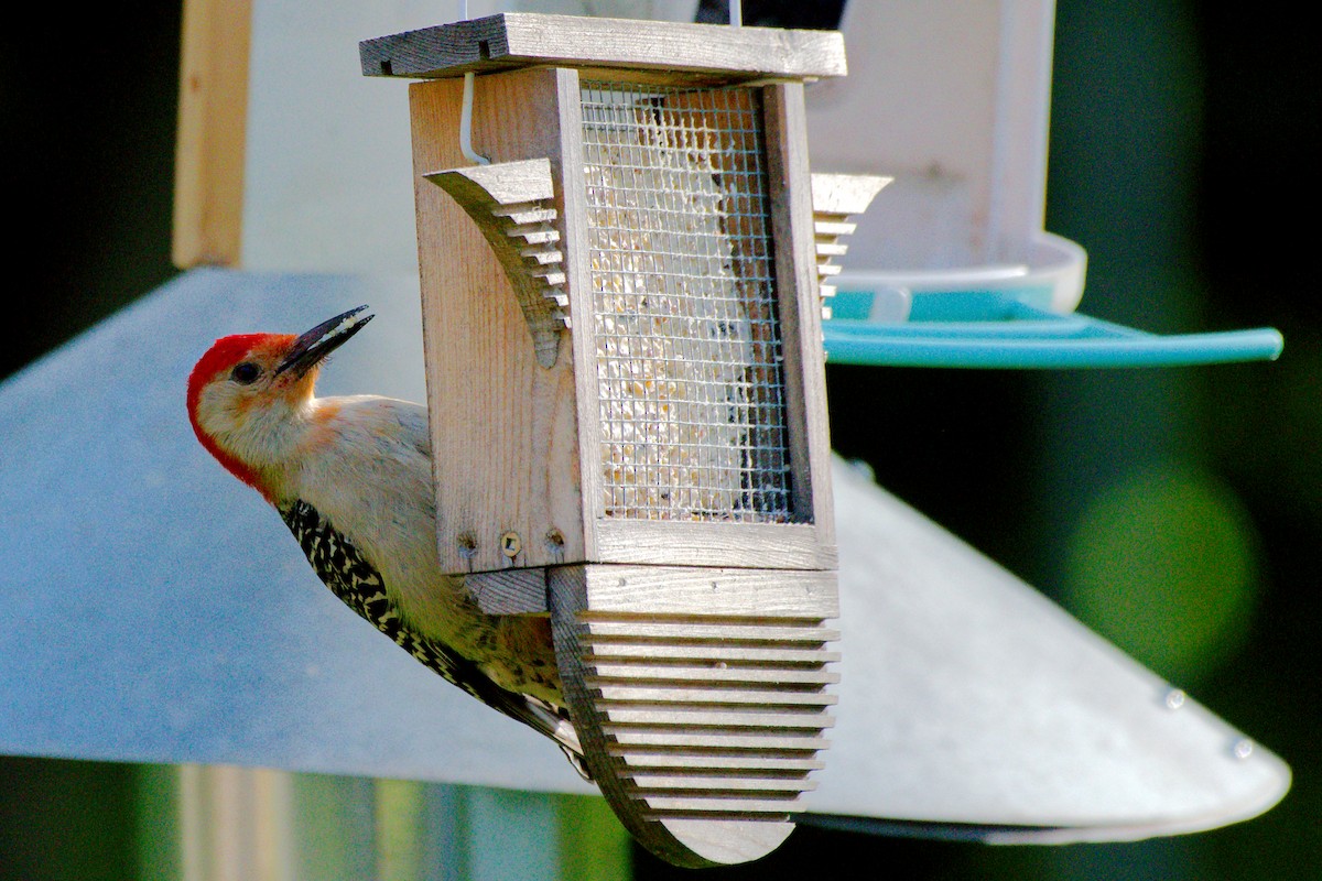Red-bellied Woodpecker - ML619838884