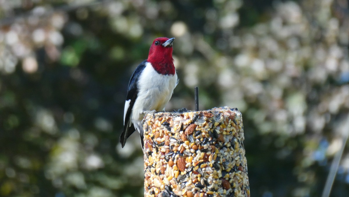 Red-headed Woodpecker - ML619838885