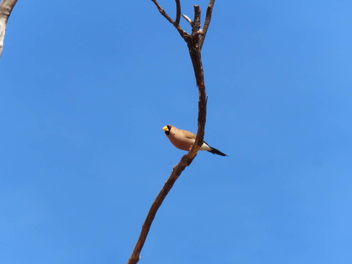 Masked Finch - ML619838889