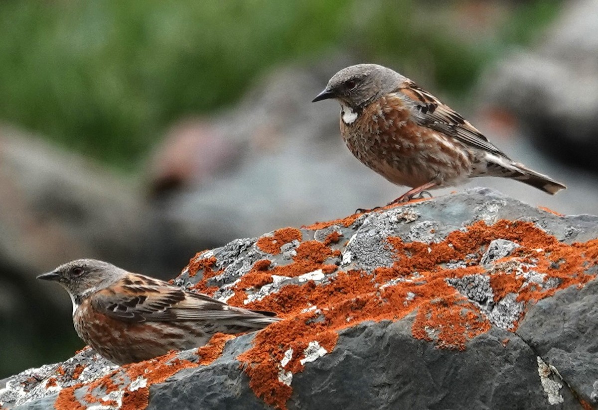 Altai Accentor - ML619838900