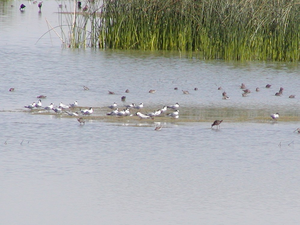 Common Tern - ML61983891