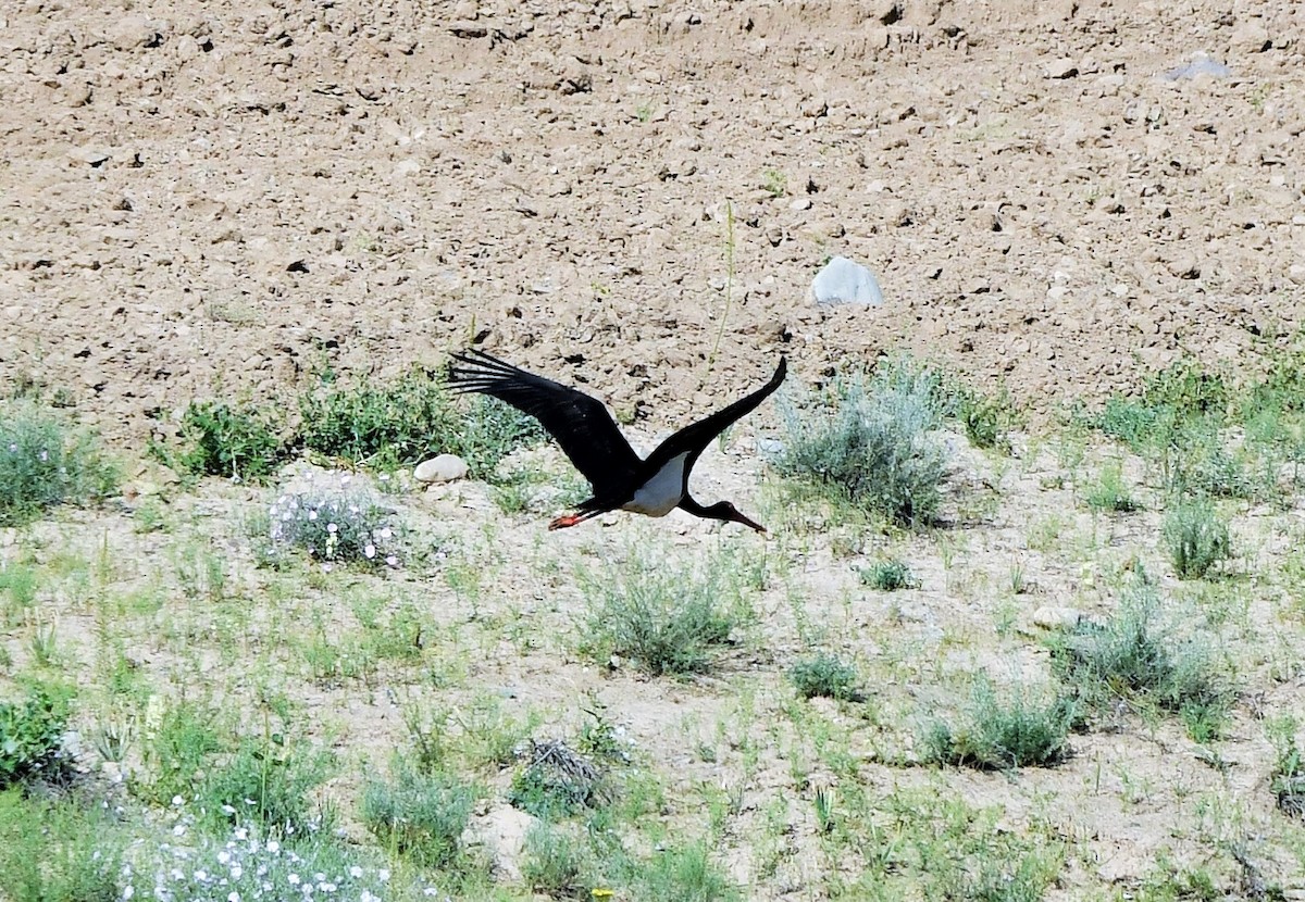 Black Stork - ML619838912