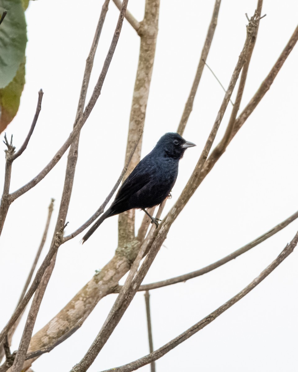 Blue-black Grassquit - ML619838950