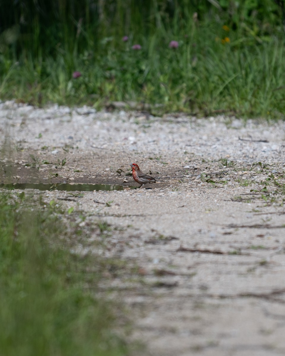 House Finch - ML619838959