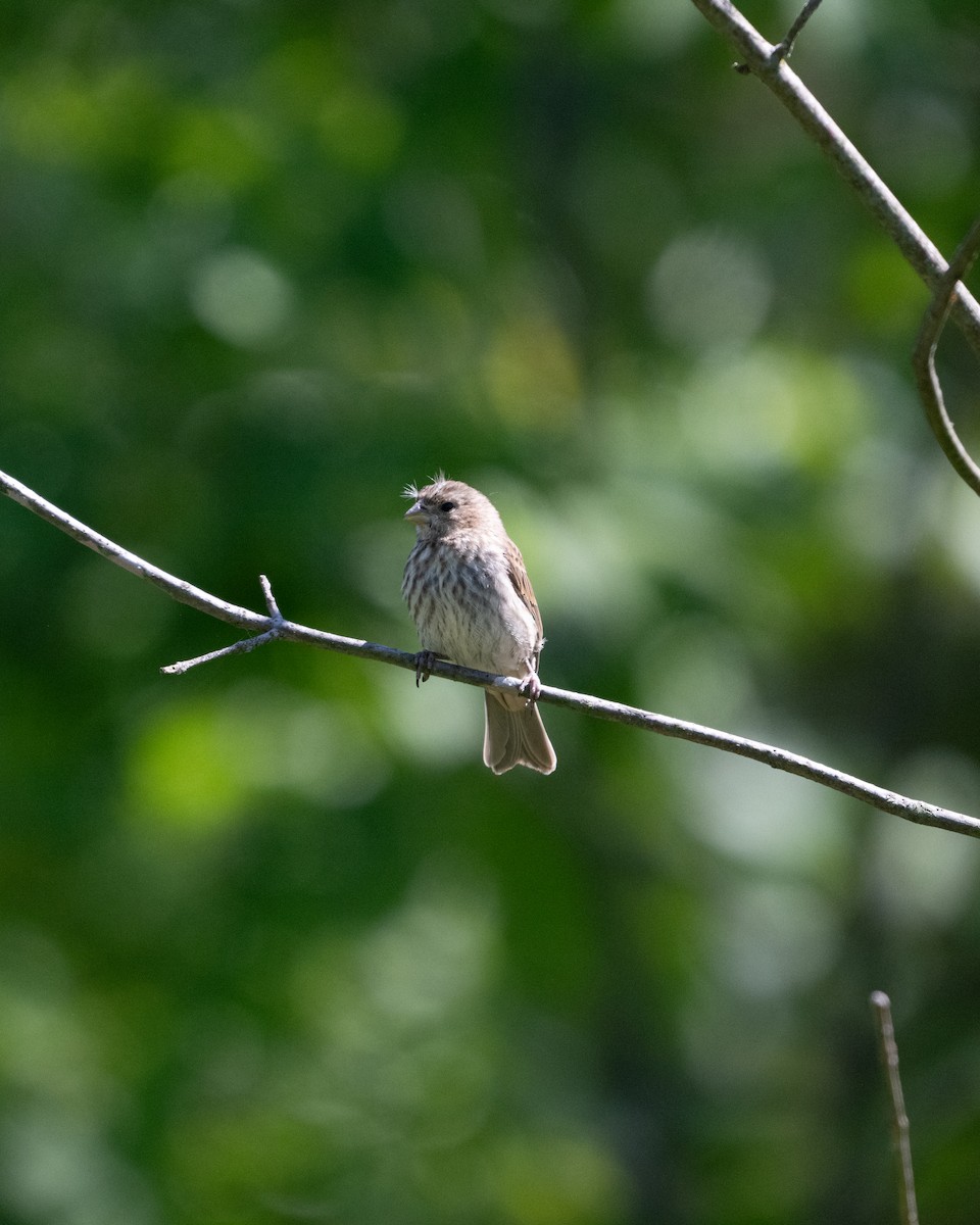 House Finch - ML619838964