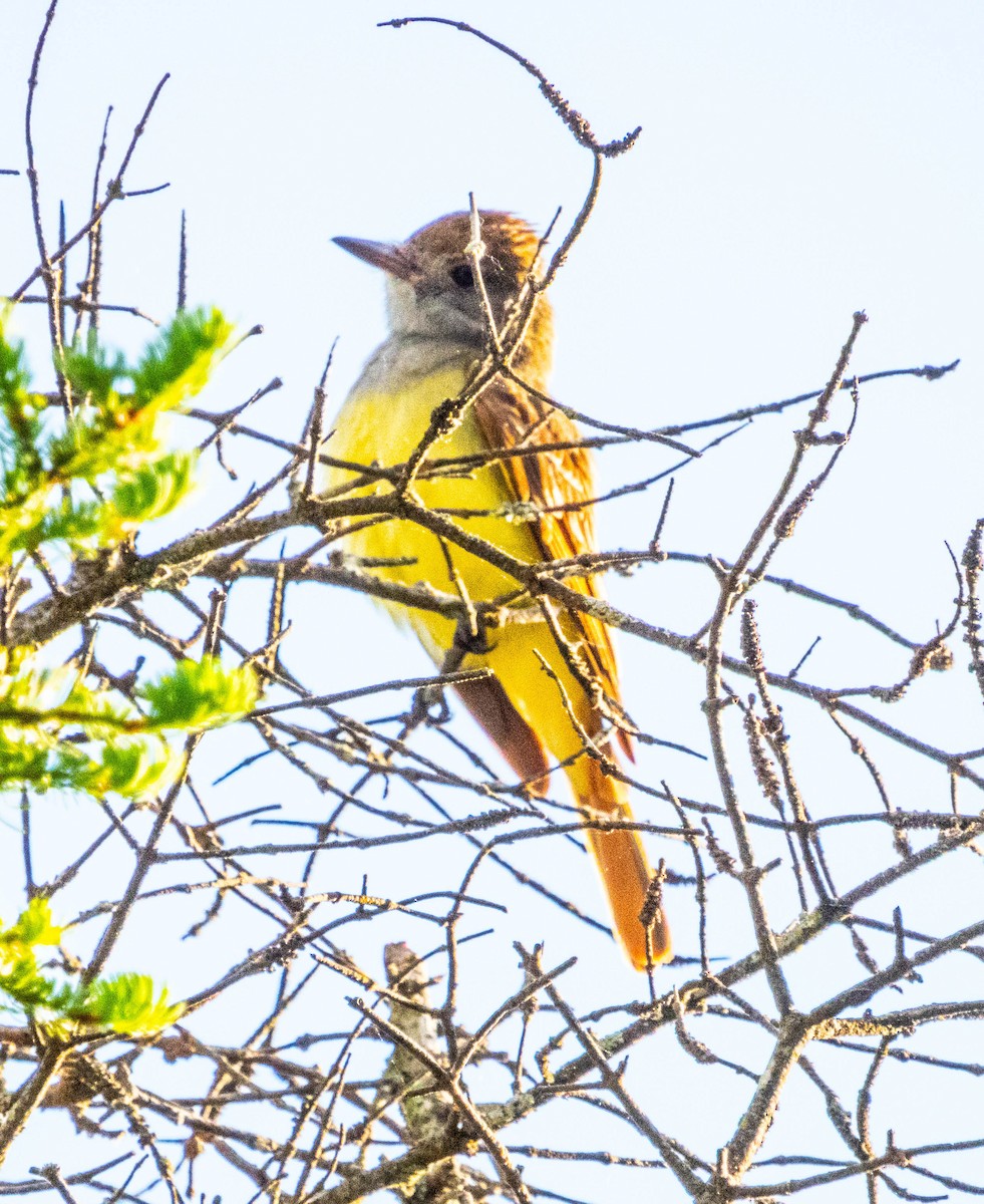 Great Crested Flycatcher - ML619838972