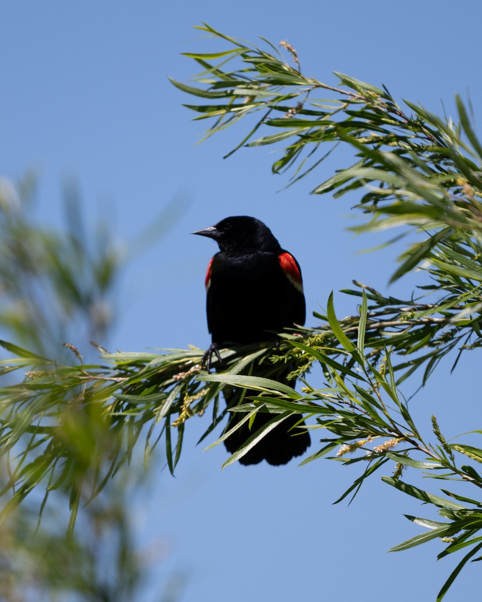 Red-winged Blackbird - ML619839043