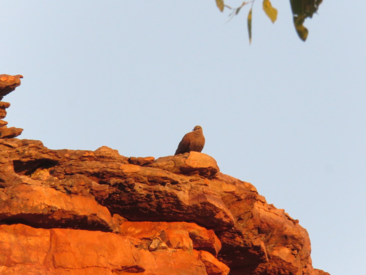 holub kimberleyský - ML619839047