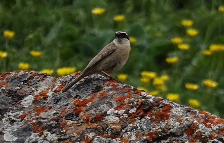 Brown Accentor - ML619839070