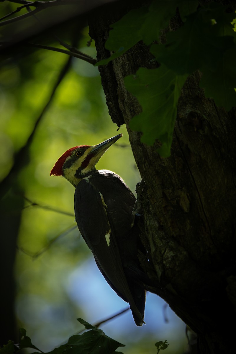 Pileated Woodpecker - ML619839073