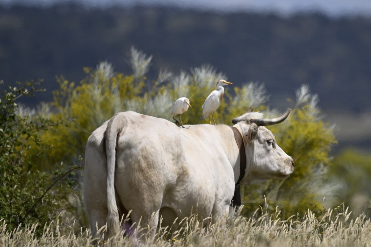 Western Cattle Egret - ML619839094