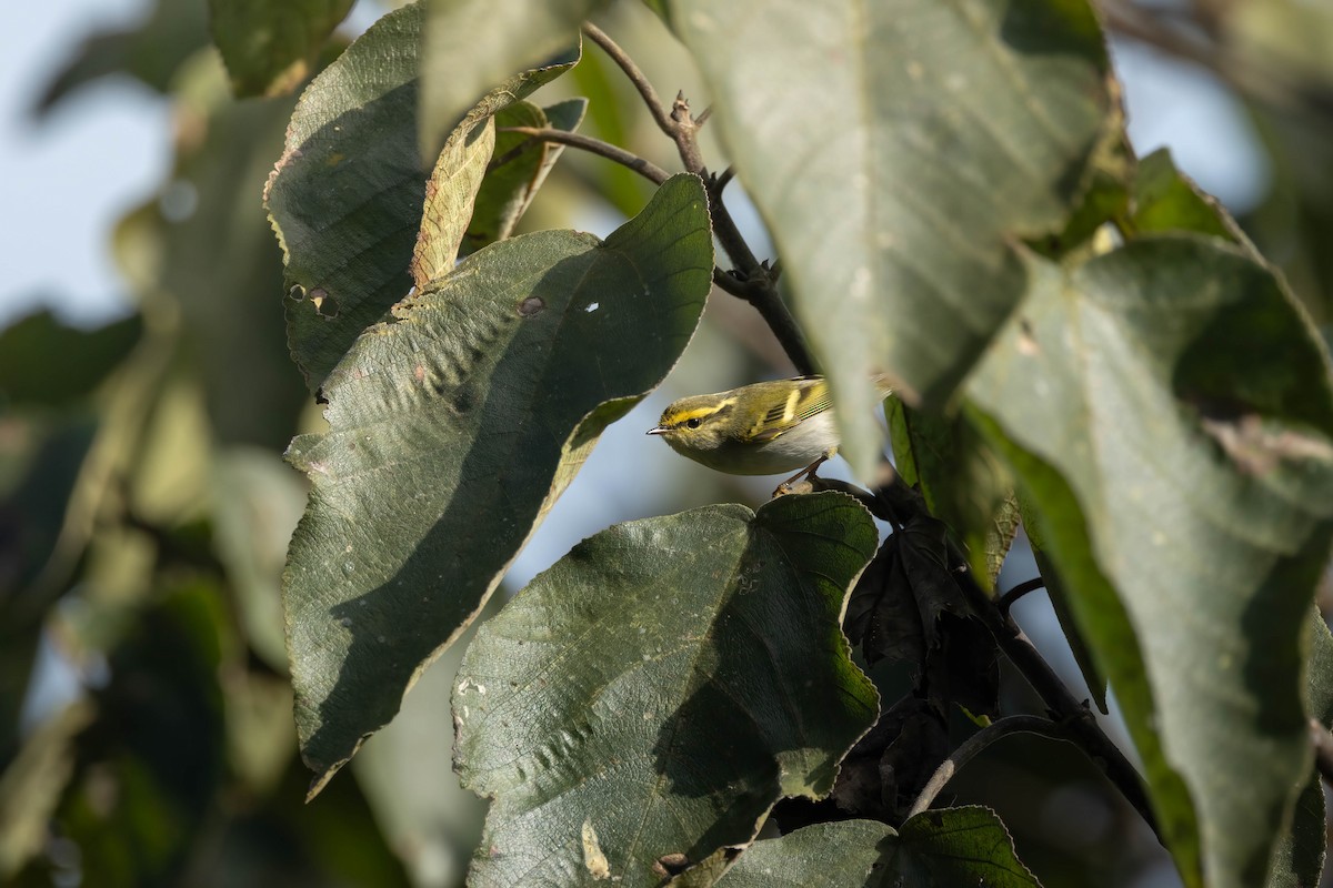 Pallas's Leaf Warbler - ML619839106