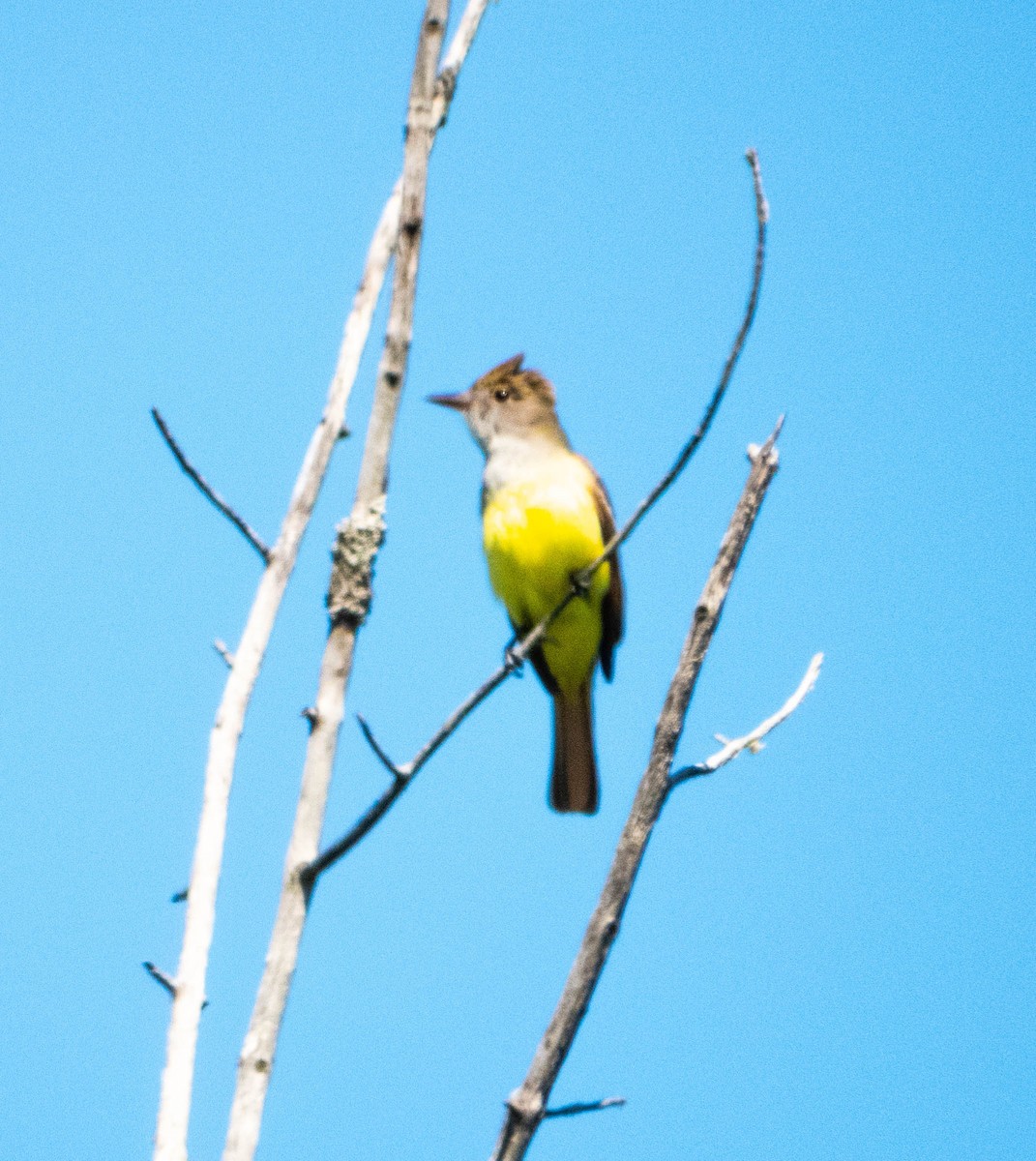 Great Crested Flycatcher - ML619839164