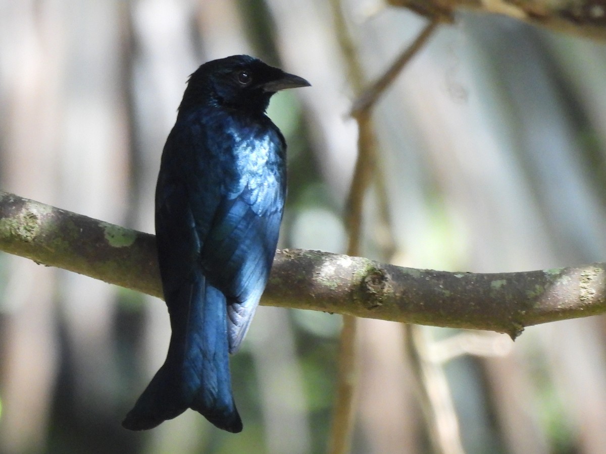 Drongo Balicassio - ML619839176