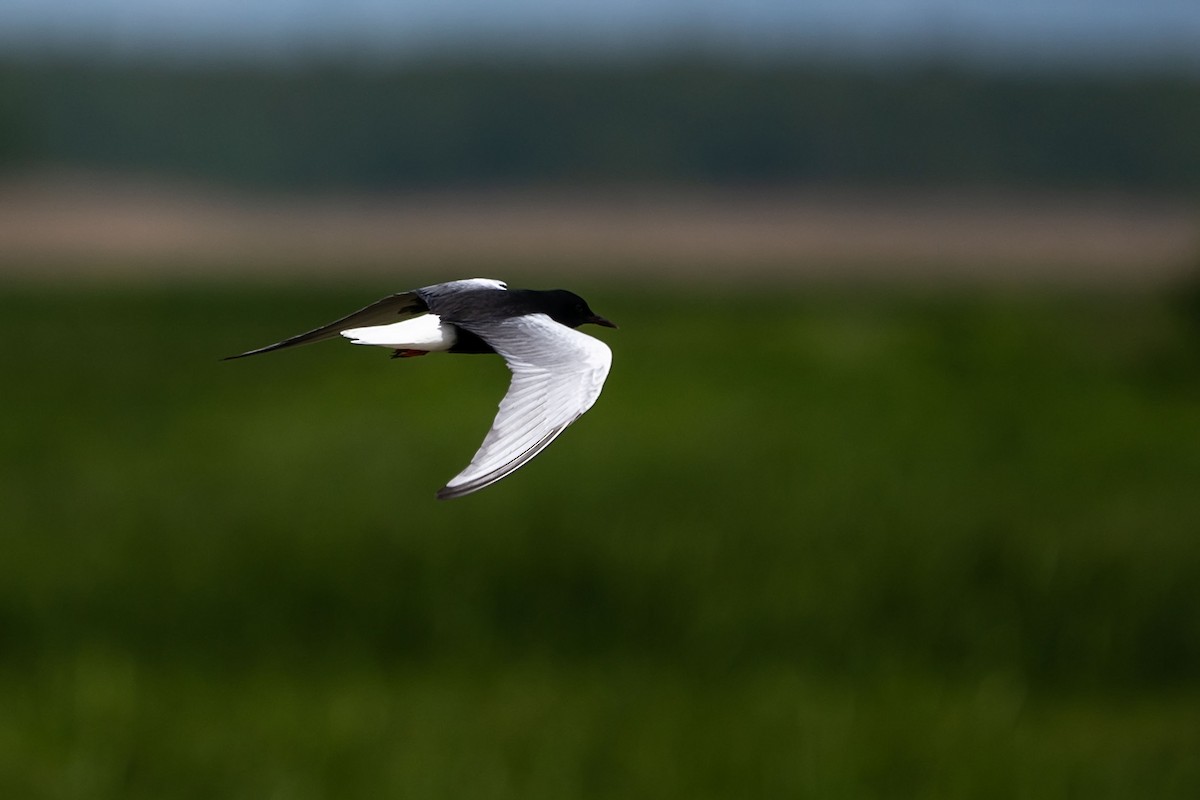 White-winged Tern - ML619839189