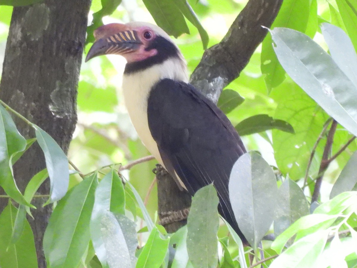 Luzon Hornbill - ML619839204
