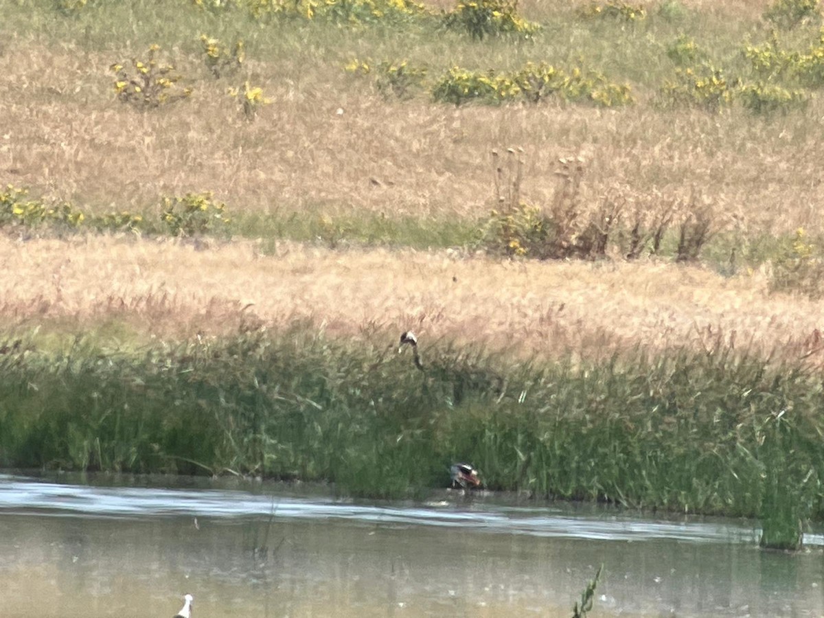 Common Crane - ML619839206