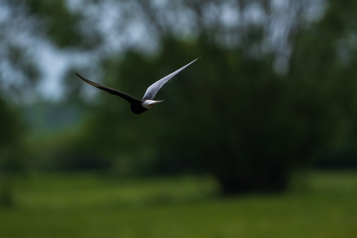 White-winged Tern - ML619839212
