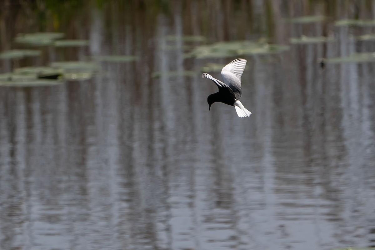 White-winged Tern - ML619839213