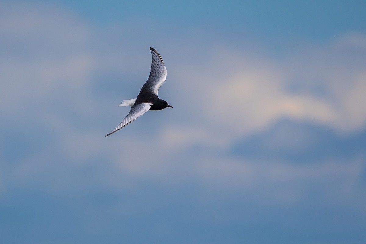 White-winged Tern - ML619839214