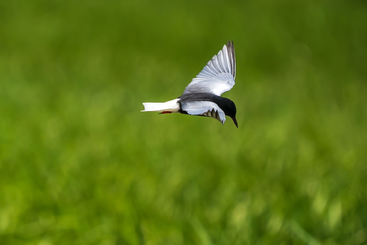 White-winged Tern - ML619839215