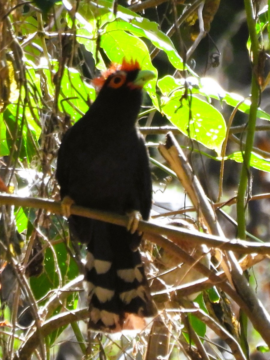 Red-crested Malkoha - ML619839232