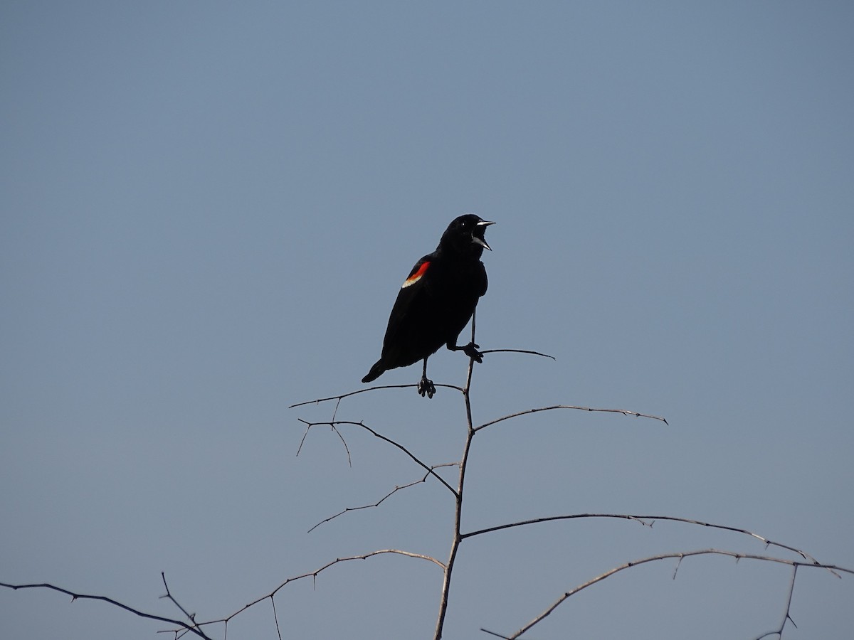 Red-winged Blackbird - Jason Mims