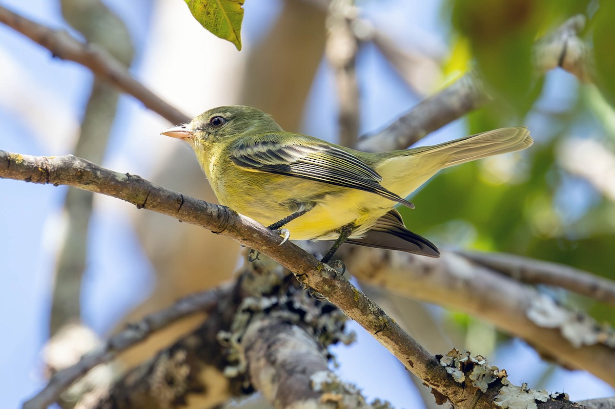 Rough-legged Tyrannulet - ML619839241